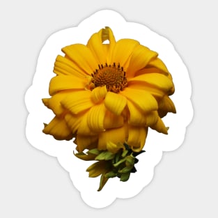 False Sunflower Sticker